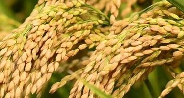 Paddy(Dhan)