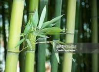 Commodity Image